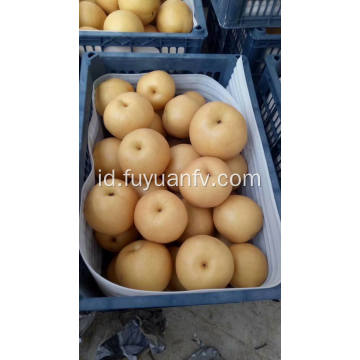 2018 buah pir Fengshui Segar